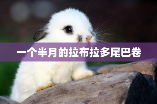 一個半月的拉布拉多尾巴卷