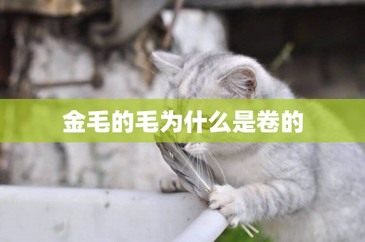 金毛的毛為什么是卷的