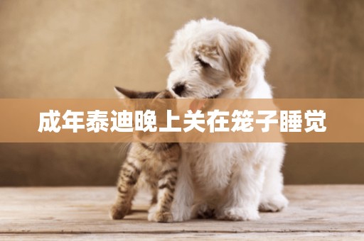 成年泰迪晚上關在籠子睡覺