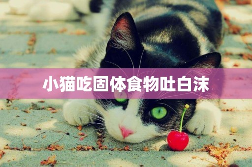 小貓吃固體食物吐白沫