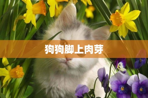 狗狗腳上肉芽