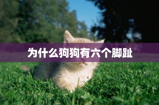 為什么狗狗有六個腳趾