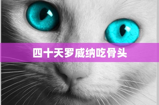 四十天羅威納吃骨頭