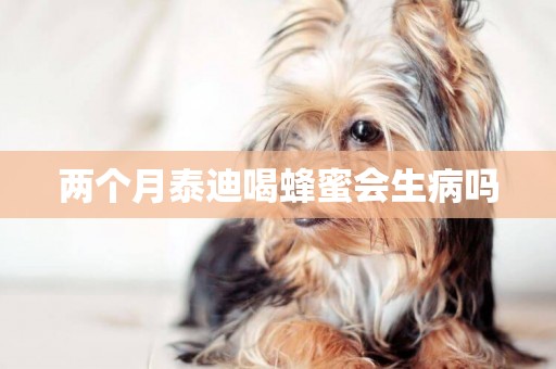 兩個月泰迪喝蜂蜜會生病嗎