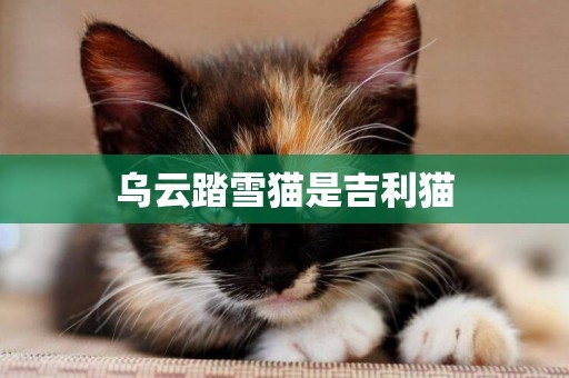 烏云踏雪貓是吉利貓
