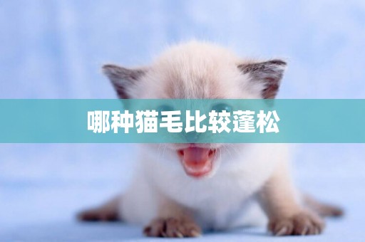 哪種貓毛比較蓬松