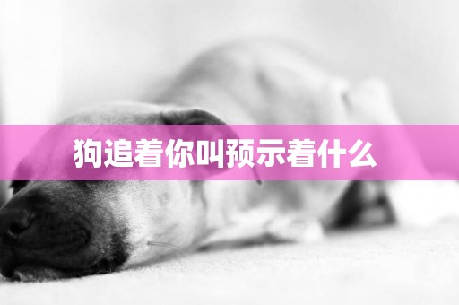狗追著你叫預示著什么 