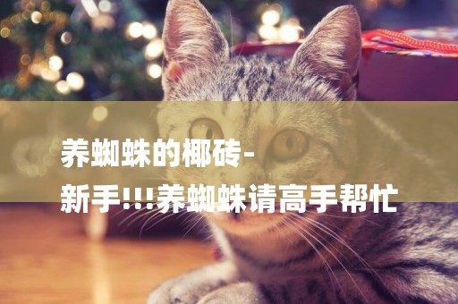 養蜘蛛的椰磚-
新手!!!養蜘蛛請高手幫忙