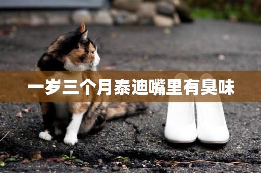 一歲三個月泰迪嘴里有臭味