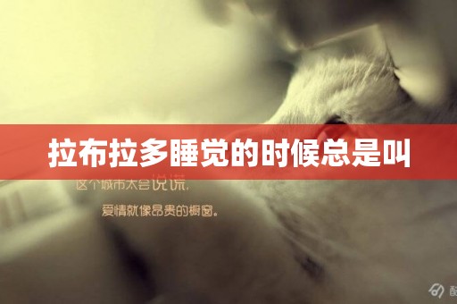 拉布拉多睡覺的時候總是叫