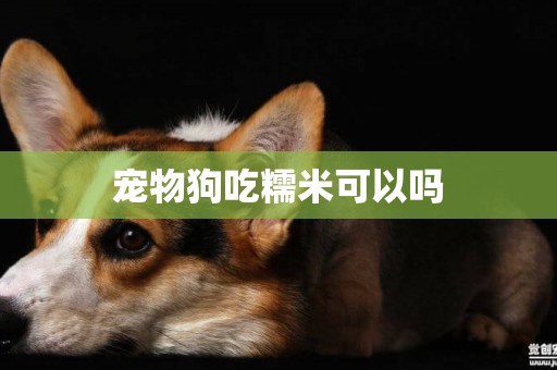 寵物狗吃糯米可以嗎