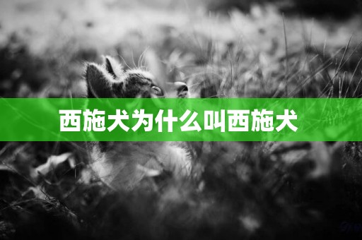 西施犬為什么叫西施犬 