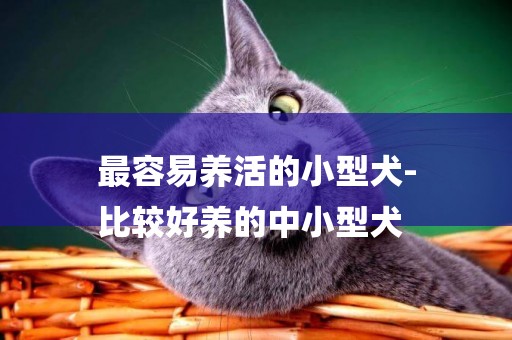 最容易養活的小型犬-
比較好養的中小型犬