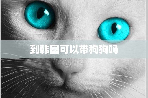 到韓國可以帶狗狗嗎