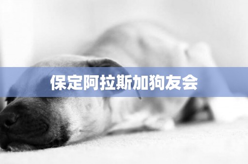 保定阿拉斯加狗友會