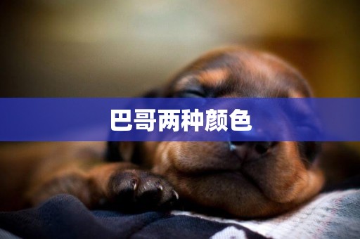 巴哥兩種顏色