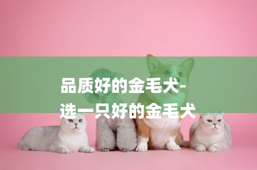 品質好的金毛犬-
選一只好的金毛犬