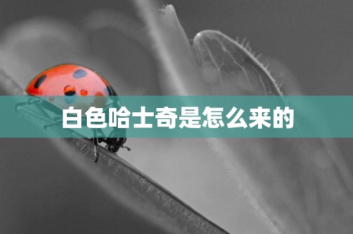 白色哈士奇是怎么來的