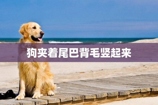 狗夾著尾巴背毛豎起來