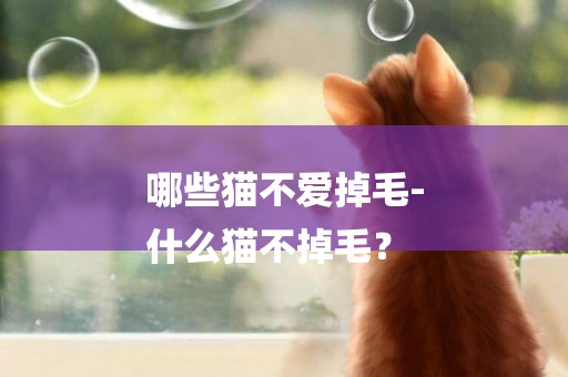 哪些貓不愛掉毛-
什么貓不掉毛？