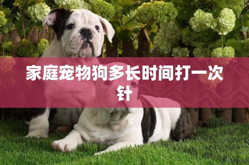 家庭寵物狗多長時間打一次針