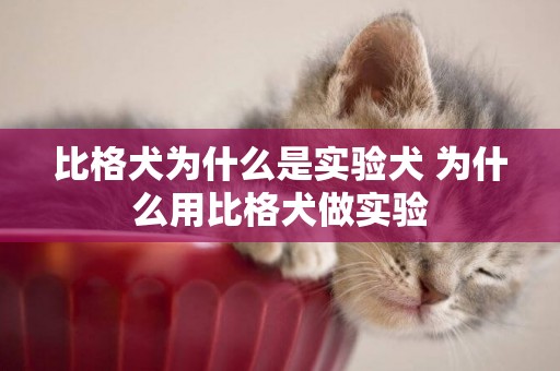 比格犬為什么是實驗犬 為什么用比格犬做實驗
