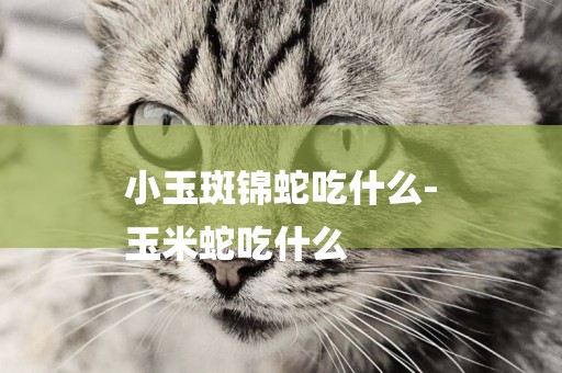 小玉斑錦蛇吃什么-
玉米蛇吃什么
