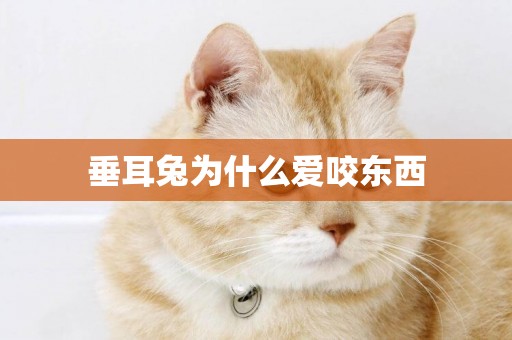 垂耳兔為什么愛咬東西