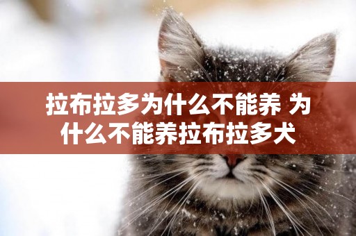 拉布拉多為什么不能養 為什么不能養拉布拉多犬
