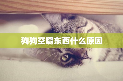 狗狗空嚼東西什么原因