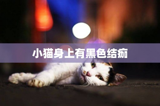 小貓身上有黑色結痂
