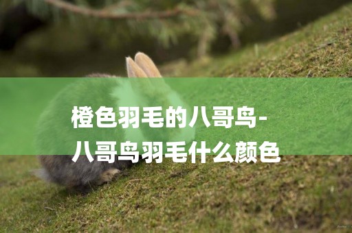 橙色羽毛的八哥鳥-
八哥鳥羽毛什么顏色