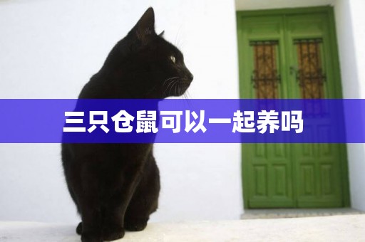 三只倉鼠可以一起養嗎