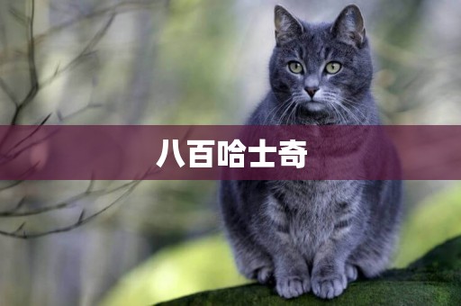 八百哈士奇