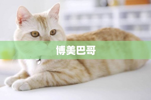 博美巴哥