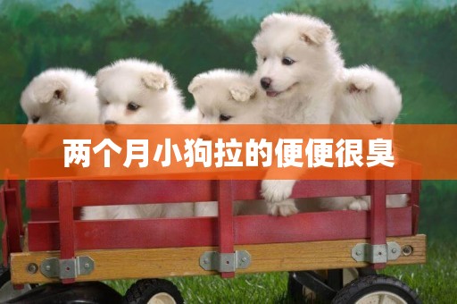 兩個月小狗拉的便便很臭