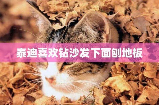 泰迪喜歡鉆沙發下面刨地板