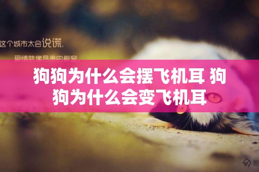 狗狗為什么會擺飛機耳 狗狗為什么會變飛機耳