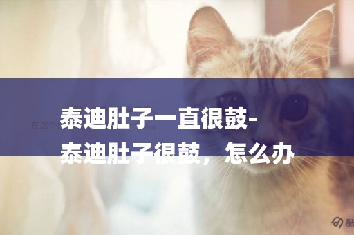 泰迪肚子一直很鼓-
泰迪肚子很鼓，怎么辦