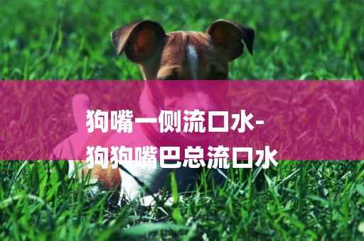 狗嘴一側流口水-
狗狗嘴巴總流口水