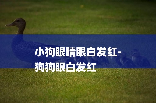 小狗眼睛眼白發紅-
狗狗眼白發紅