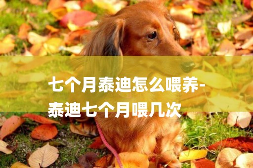 七個月泰迪怎么喂養-
泰迪七個月喂幾次
