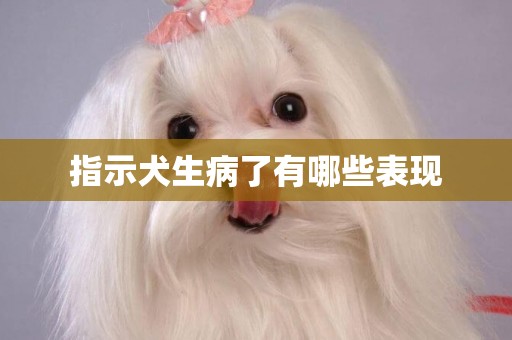 指示犬生病了有哪些表現