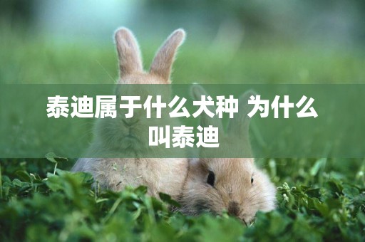 泰迪屬于什么犬種 為什么叫泰迪