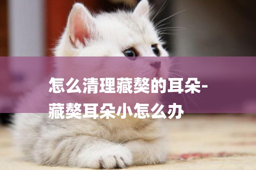 怎么清理藏獒的耳朵-
藏獒耳朵小怎么辦