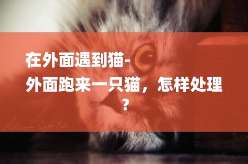 在外面遇到貓-
外面跑來一只貓，怎樣處理？