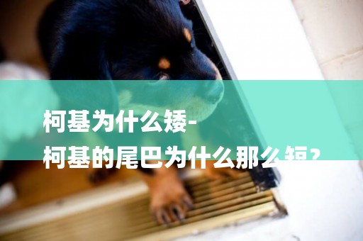 柯基為什么矮-
柯基的尾巴為什么那么短？