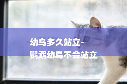幼鳥多久站立-
鸚鵡幼鳥不會站立