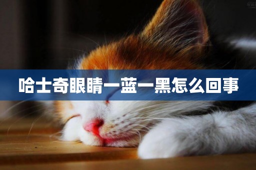哈士奇眼睛一藍一黑怎么回事