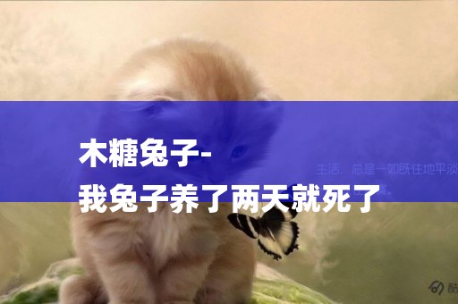 木糖兔子-
我兔子養了兩天就死了